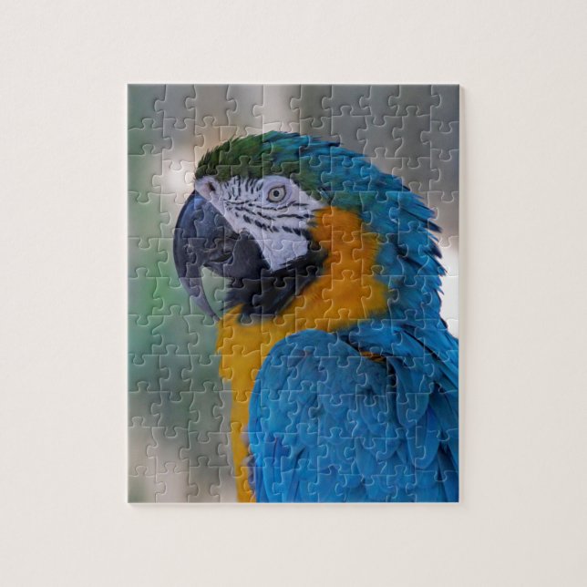 Blauund GoldMacaw (Vertikal)