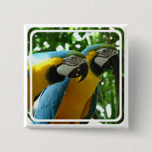 Blauund Goldmacaw-Button Button