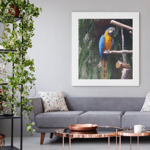 Blauund Goldmacaw-Vogel Fotodruck