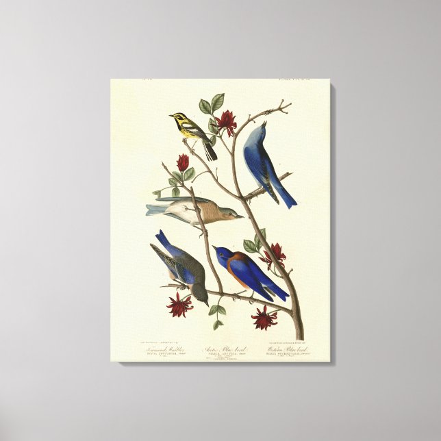 Blauvögel und Warbler, Audubons Vögel von Amerika Leinwanddruck (Vorderseite)