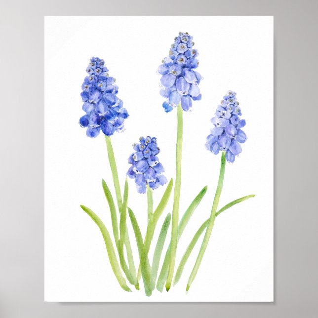 Blauweine-Hyazinthe-Aquarell 2023 Poster (Vorne)