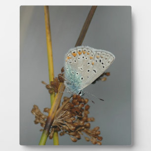 Blauweißer Orange mit schwarzem Schmetterling Fotoplatte