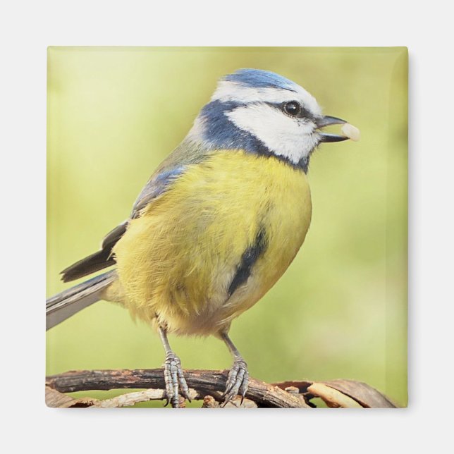 Blauzungenvogel Magnet (Vorne)