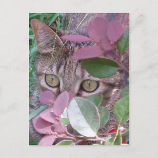 Blaze Cat Eyes Postcard Postkarte
