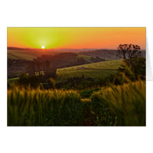 Blé d'agriculture de coucher du soleil