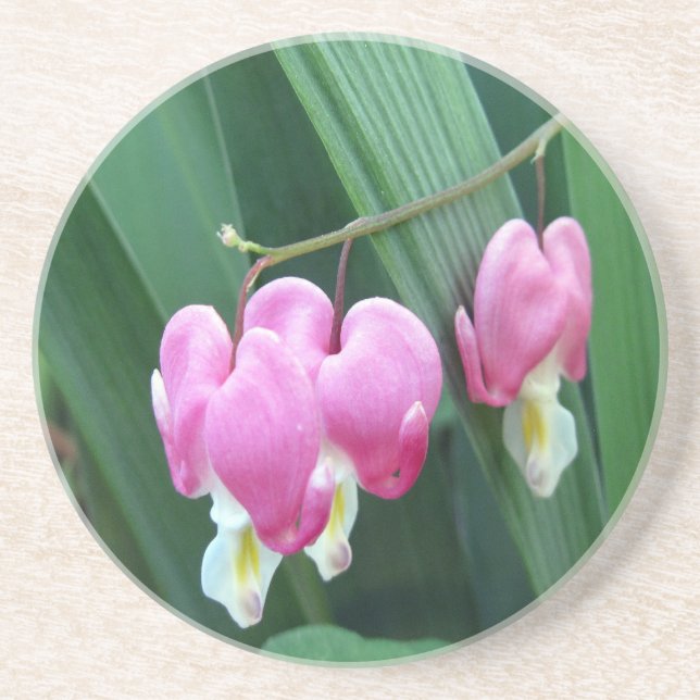 Bleeding Hearts Coaster Untersetzer (Vorne)