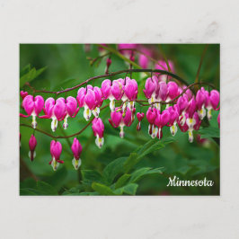 Bleeding Hearts Postcard Postkarte