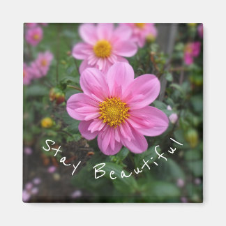 Bleibe Beautiful Pink Dahlia Magnet