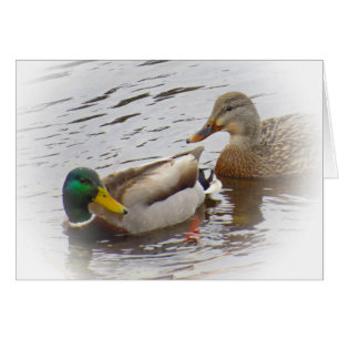 Bleibe nah - Stockenten-Enten-Paare