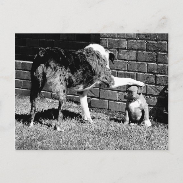 - - - Bleibe - - - - - Postkarte (Vorderseite)