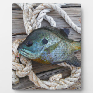 Bleichfische auf Dock und Seil Fotoplatte