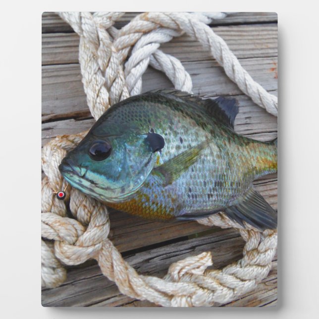 Bleichfische auf Dock und Seil Fotoplatte (Vorderseite)