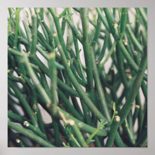 Bleistift-Kaktus - besonders angefertigt Poster