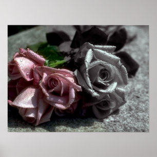 Blended Rose, Schwarz-, Weiß- und Farbposter Poster