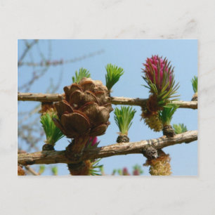 Blendlärche Postkarte