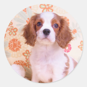Blenheim Cavalier King Charles Spaniel Aufkleber