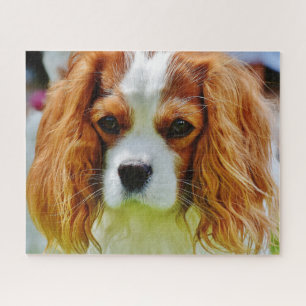 Blenheim Cavalier King Charles Spaniel Dog