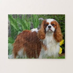 Blenheim Cavalier King Charles Spaniel Dog