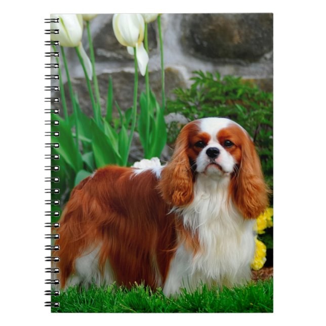 Blenheim Cavalier King Charles Spaniel Dog Notizblock (Vorderseite)