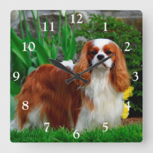 Blenheim Cavalier King Charles Spaniel Dog