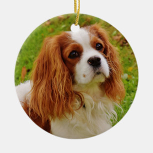 Blenheim Cavalier King Charles Spaniel in Grass Keramik Ornament