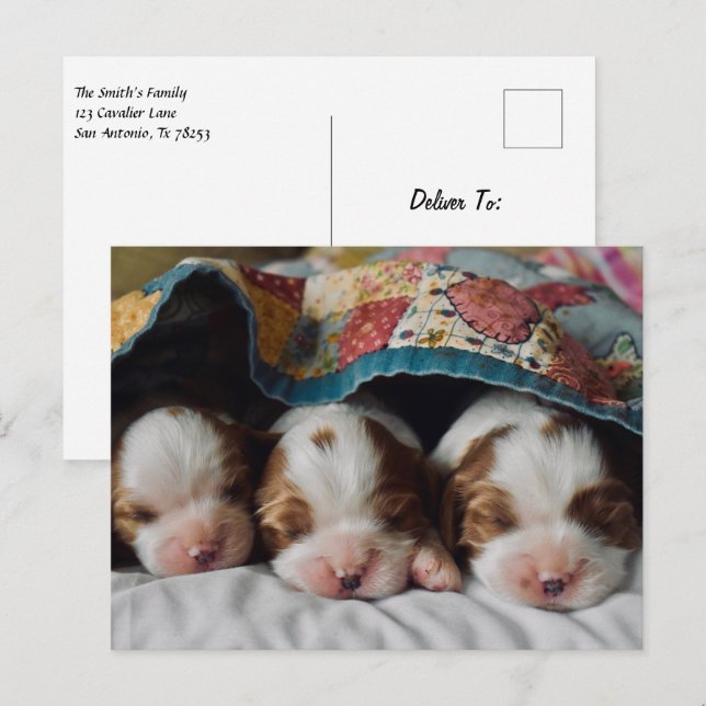 Blenheim Cavalier King Charles Spaniel Puppies Postkarte (Vorne/Hinten)