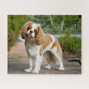 Blenheim Cavalier King Charles Spaniel Puppy Dog