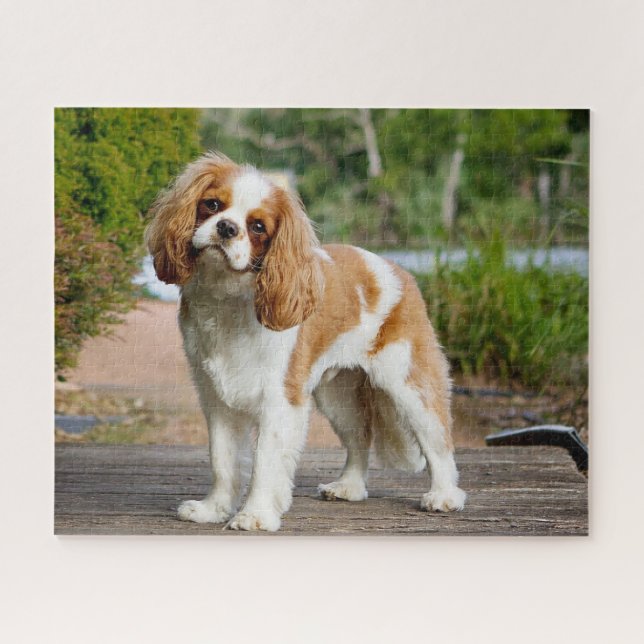 Blenheim Cavalier King Charles Spaniel Puppy Dog (Horizontal)