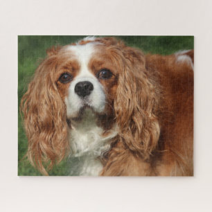 Blenheim Cavalier King Charles Spaniel Puppy Dog