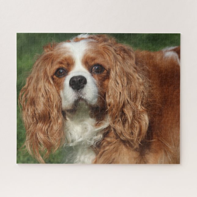 Blenheim Cavalier King Charles Spaniel Puppy Dog (Horizontal)