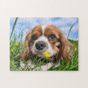 Blenheim Cavalier King Charles Spaniel Puppy Dog