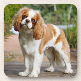 Blenheim Cavalier King Charles Spaniel Puppy Dog Getränkeuntersetzer