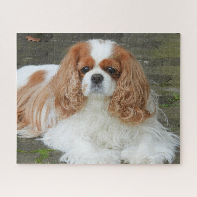 Blenheim Cavalier King Charles Spaniel Puppy Dog J (Horizontal)