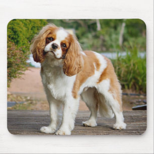 Blenheim Cavalier King Charles Spaniel Puppy Dog Mousepad