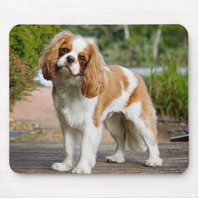 Blenheim Cavalier King Charles Spaniel Puppy Dog Mousepad (Vorne)