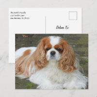 Blenheim Cavalier King Charles Spaniel Puppy Dog P