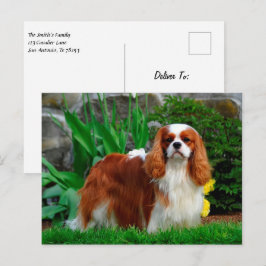 Blenheim Cavalier King Charles Spaniel Puppy Dog Postkarte