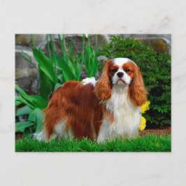 Blenheim Cavalier King Charles Spaniel Puppy Dog Postkarte