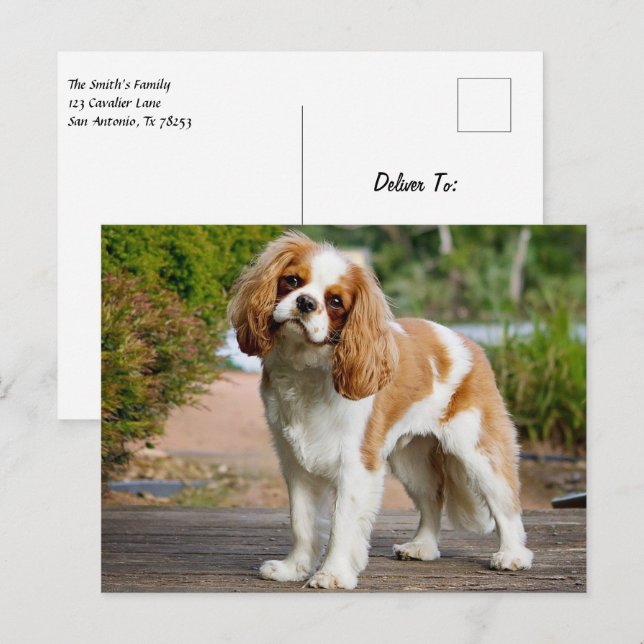 Blenheim Cavalier King Charles Spaniel Puppy Dog Postkarte (Vorne/Hinten)