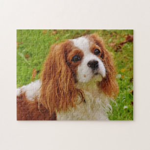Blenheim Cavalier King Charles Spaniel Welpe Hund