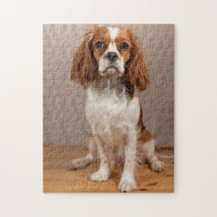 Blenheim Cavalier King Charles Spaniel Welpe Hund