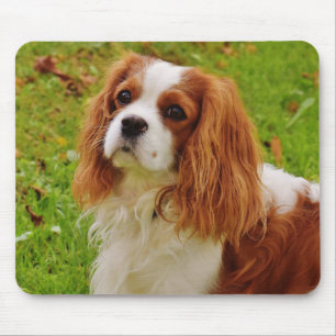 Blenheim Cavalier King Charles Spaniel Welpe Hund Mousepad