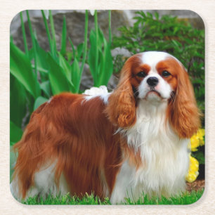 Blenheim Cavalier King Charles Spaniel Welpe Hund Rechteckiger Pappuntersetzer