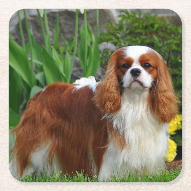 Blenheim Cavalier King Charles Spaniel Welpe Hund Rechteckiger Pappuntersetzer (Vorderseite)