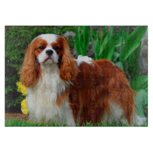 Blenheim Cavalier King Charles Spaniel Welpe Hund Schneidebrett
