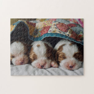 Blenheim Cavalier König Charles Spaniel Welpen