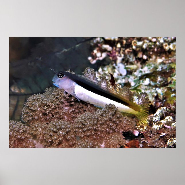 Blenny auf den Felsen Poster (Vorne)
