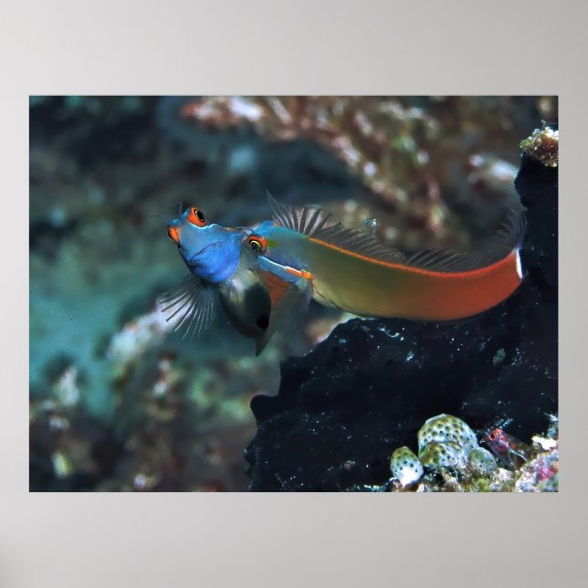 Blenny Battle Poster (Vorne)