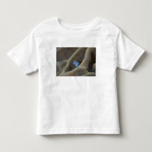 Blenny fish Blenniidae), die sich den Kopf raussch Kleinkind T-shirt