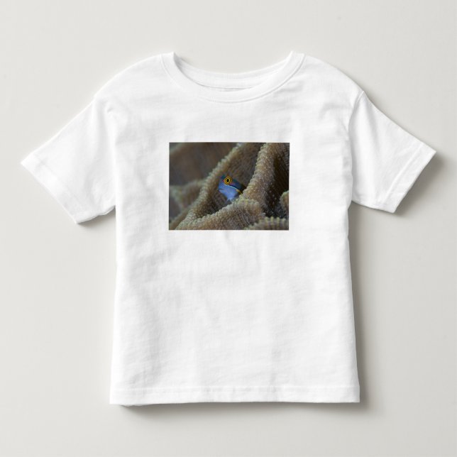 Blenny fish Blenniidae), die sich den Kopf raussch Kleinkind T-shirt (Vorderseite)